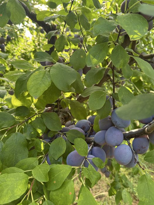 Vand prune centenar