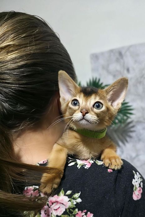 Абиссинские котята