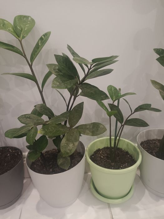 Продам комнатные цветы