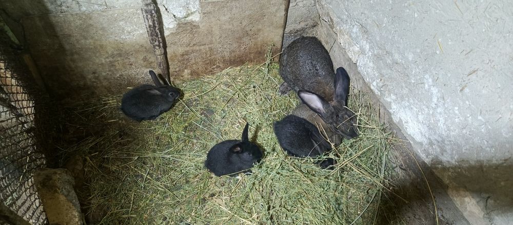 Ona quyon va bolalari