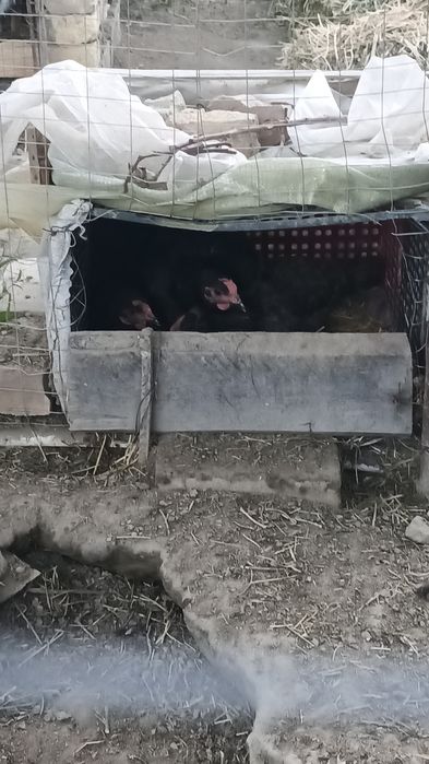 Kurk tovuq sotiladi 5 dona bor