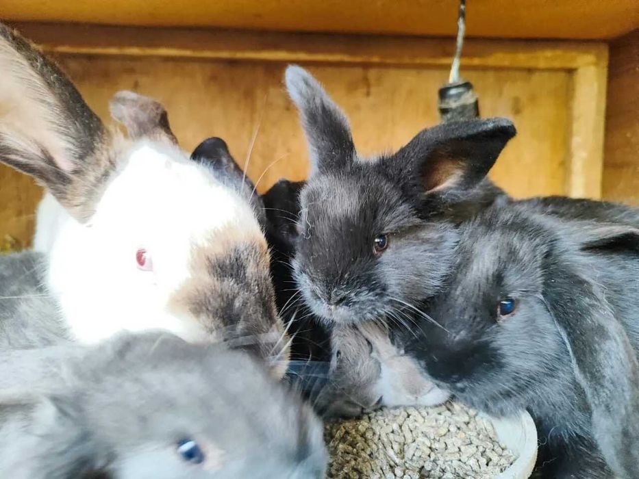 продам кролят  разных