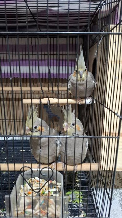 Продаются 3 Птицы Карелы