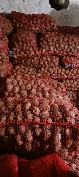 Cartofi samanta rosu