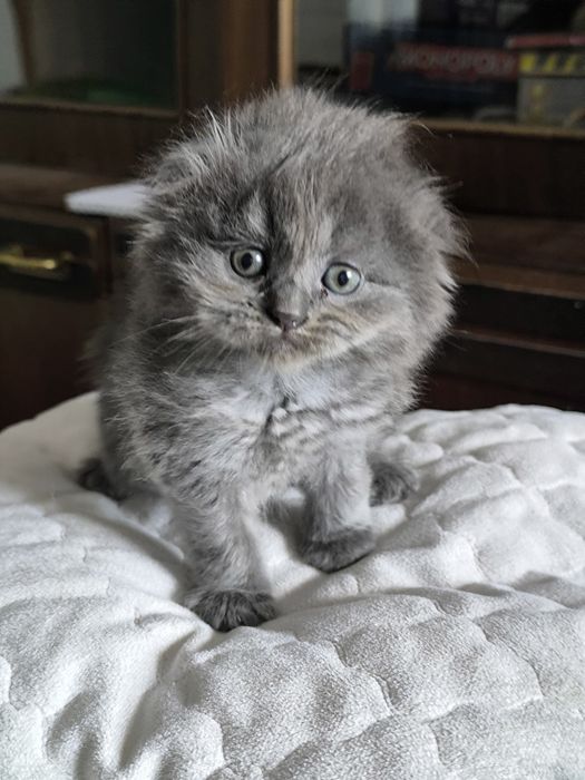 Продаются котята британцы