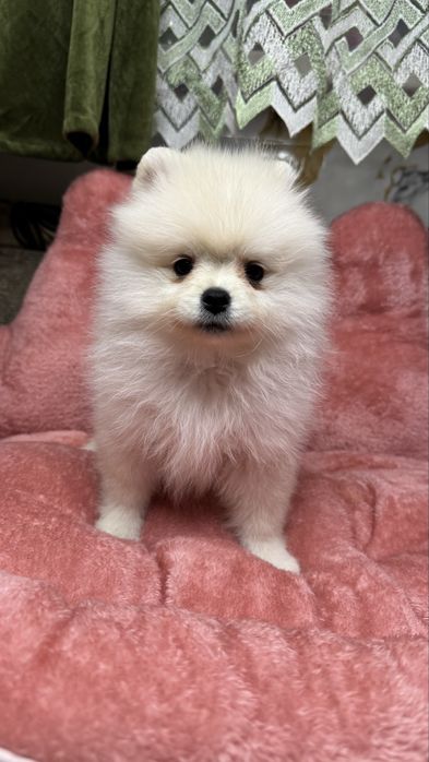 Щенки померанского шпитца