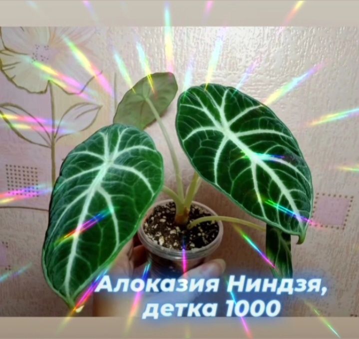 Комнатные цветы, растения