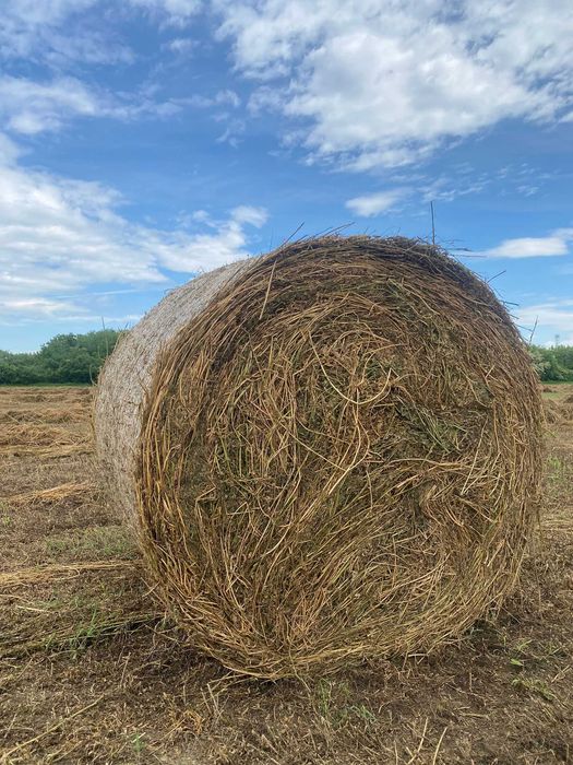 Baloți de lucernă Coasa 1