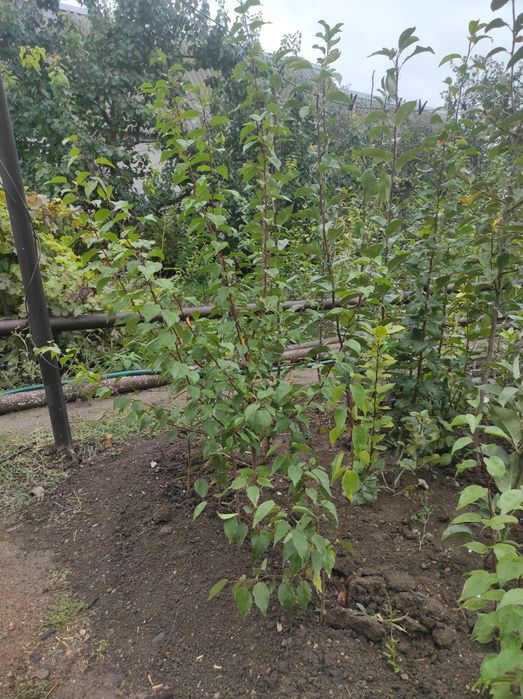 Продам саженцы груши, яблони