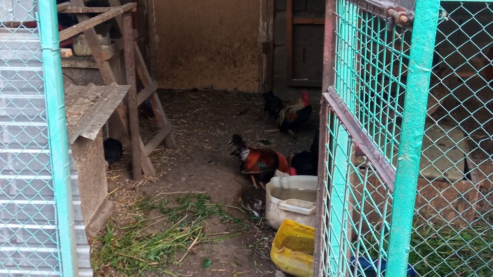 Продам карликовых курей