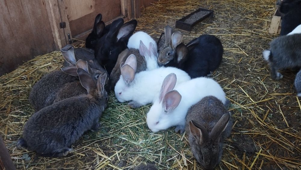 Продаются кролики