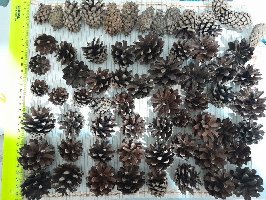 Шишки сосновые натуральные