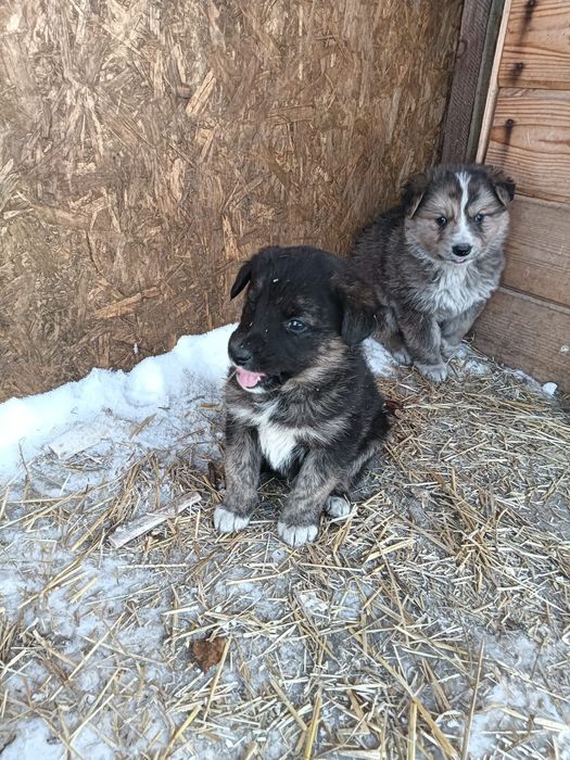 Отдам в добрые руки щенков