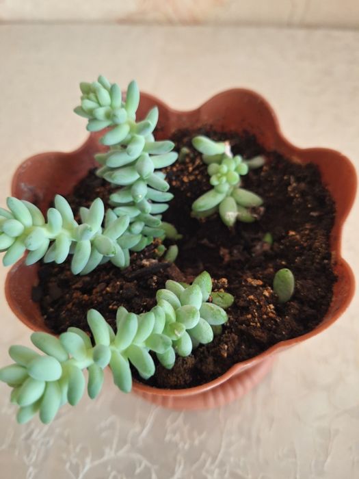 Седум  (очиток) Моргана