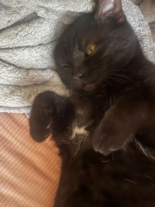 отдам кота в хорошие руки