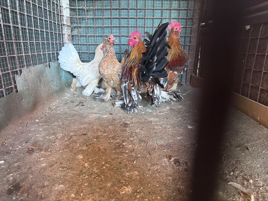 Mii de flori diverse varietăți