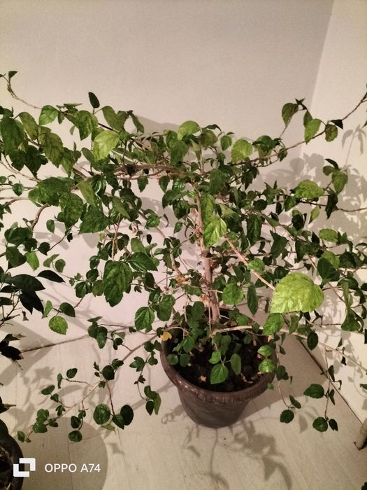 Цветы  - для  души!!!