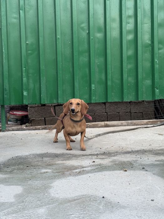 Продается собака такса с домиком