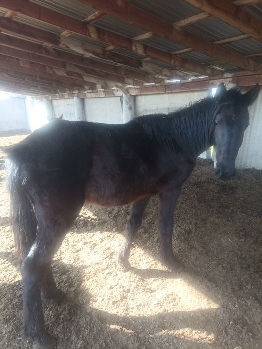 Кунан екі жасар еркек.