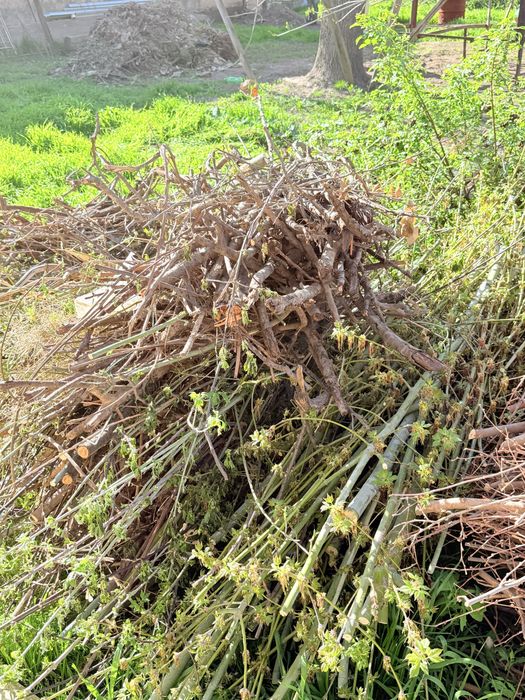 Отдам даром даром