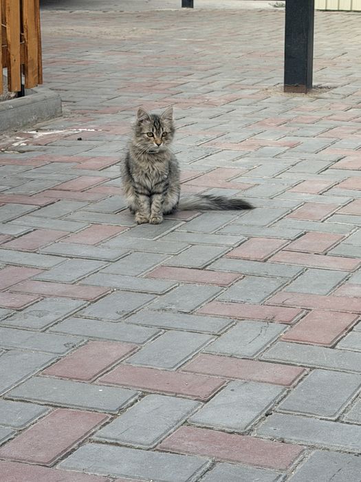 Бесплатно котята