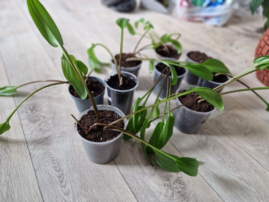 Срочно продам домашний цветок