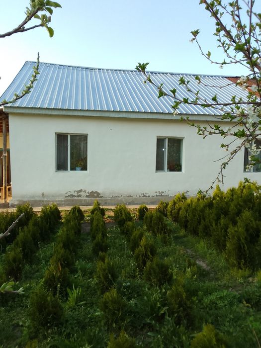 Туя сатылады. 1-1,5 метрға дейін