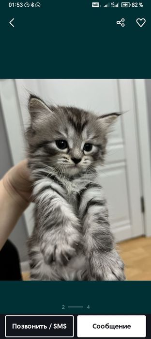 Мысық керек кішкентай еркек мысық хабарлсындарш