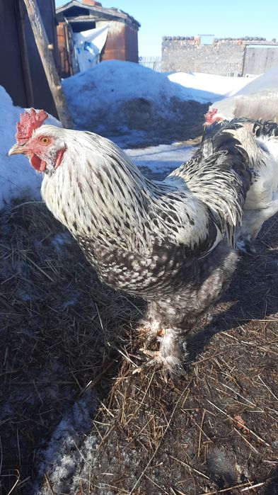 Петуххххх  Брама