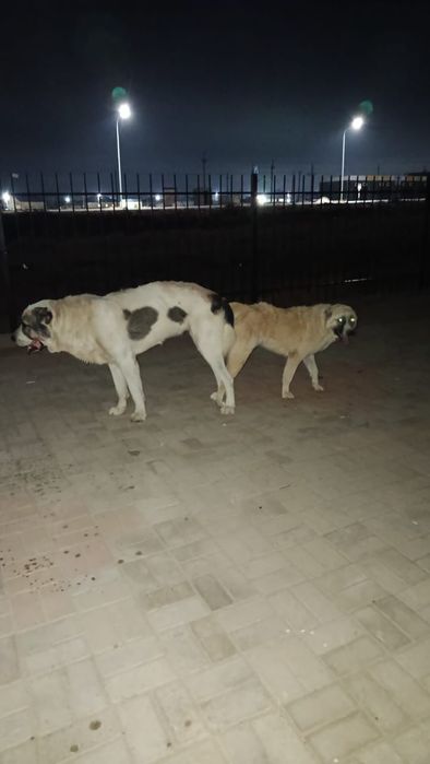 Ұрғашы күшіктер әдемі