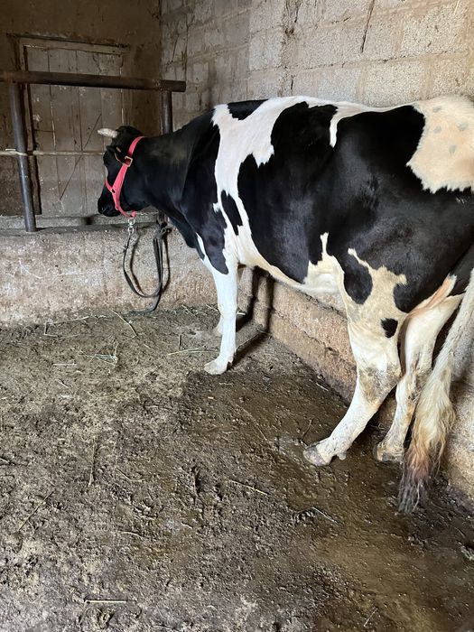 Срочни она бола сигр сотлади ювош