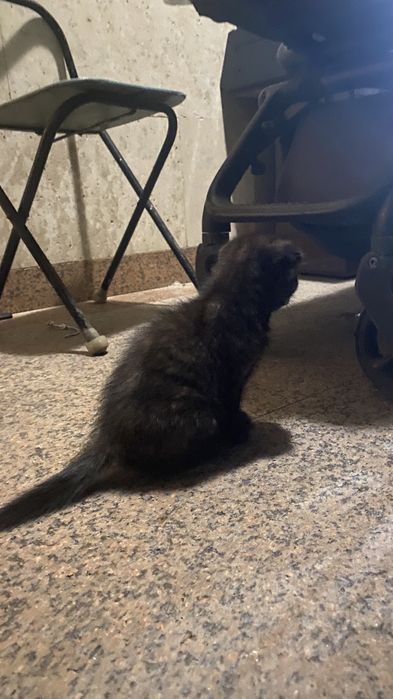 Котенок домашняя