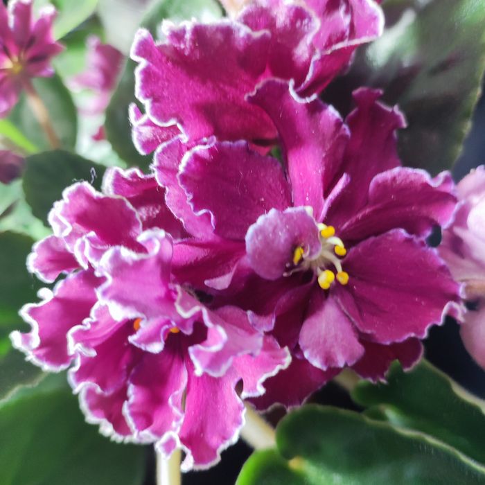 Продам фиалки разных сортов.