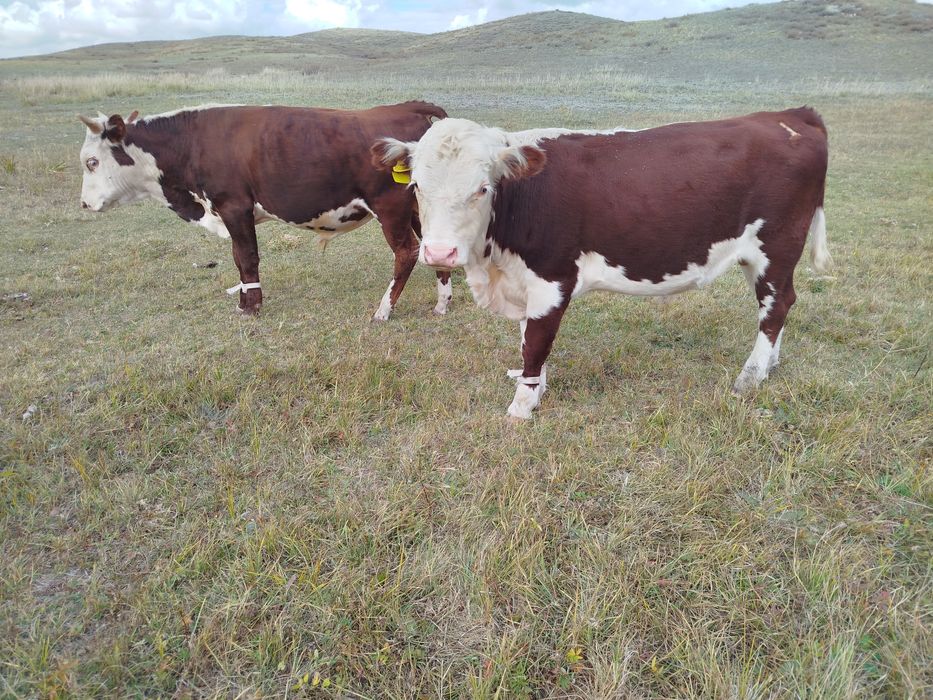 Бұқалар сатылады