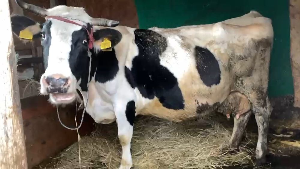 Vând vaca gestanta in 7 luni