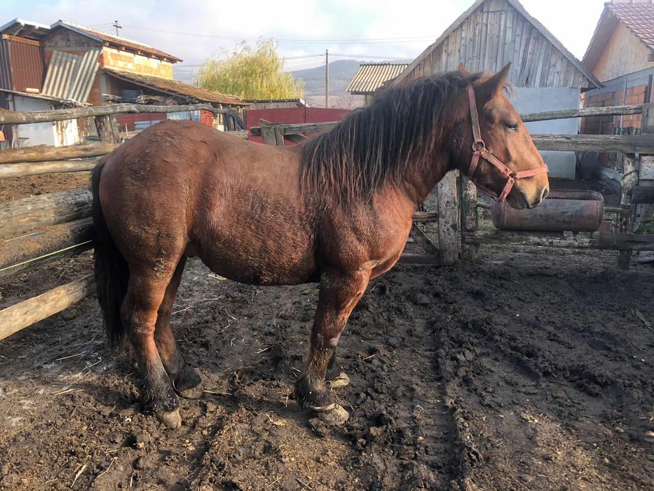 Vand mânz de 1 an si 7 luni