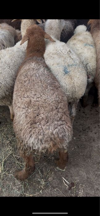 Семіз қой баран овцы