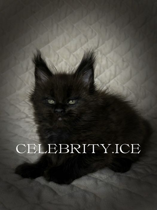 Мейн куны. Питомник celebrity ice