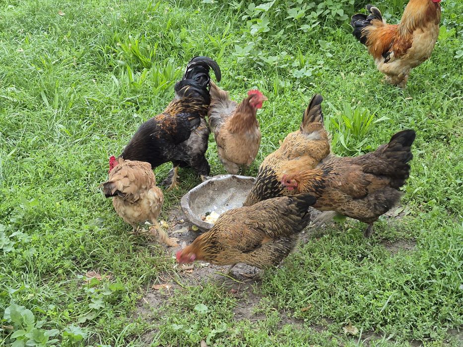 Продам домашные куры пародный