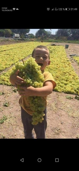 Vand struguri de vin