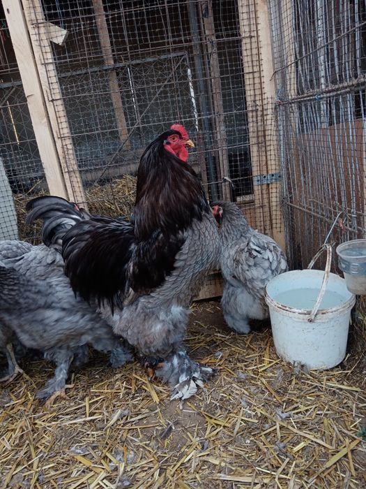 Vând ouă pentru incubat de brahma albastru