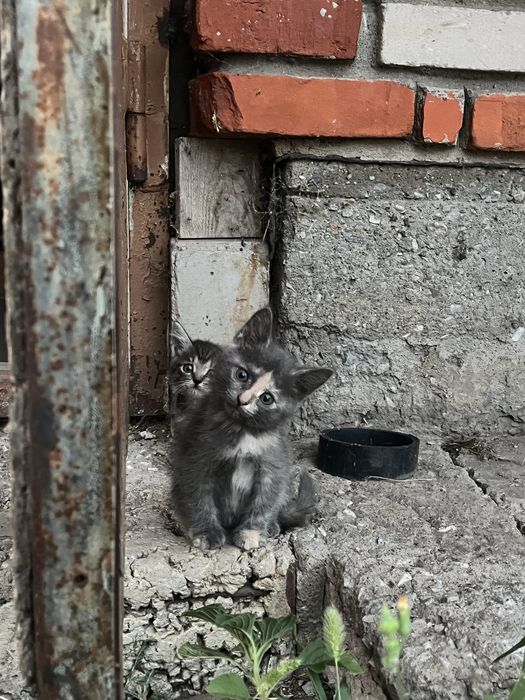 Котята даром (2 месяца)