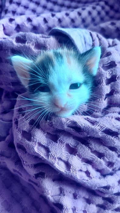 Donez pui de pisica, Gratuit