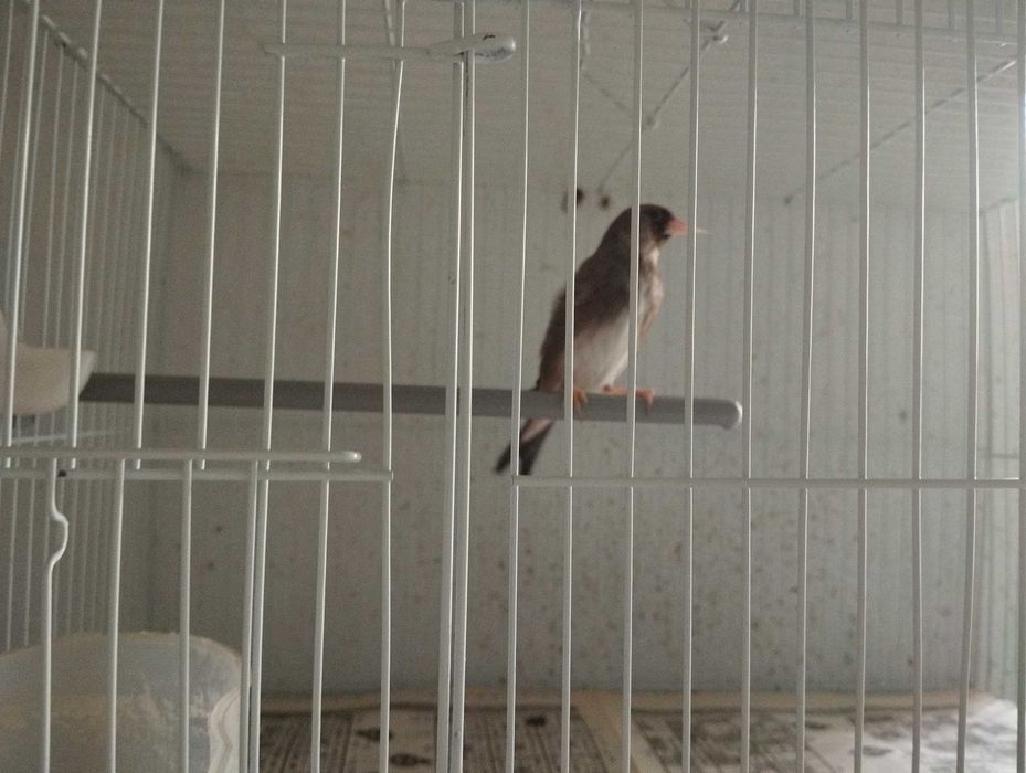 Продам птицу щегол певчий