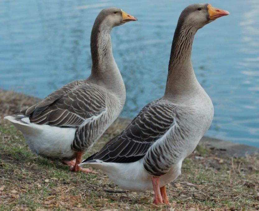 Королевский зотли гозлар сотилади