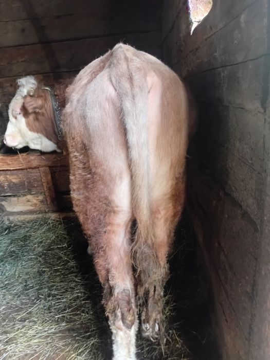 Taurus baltata romaneasca