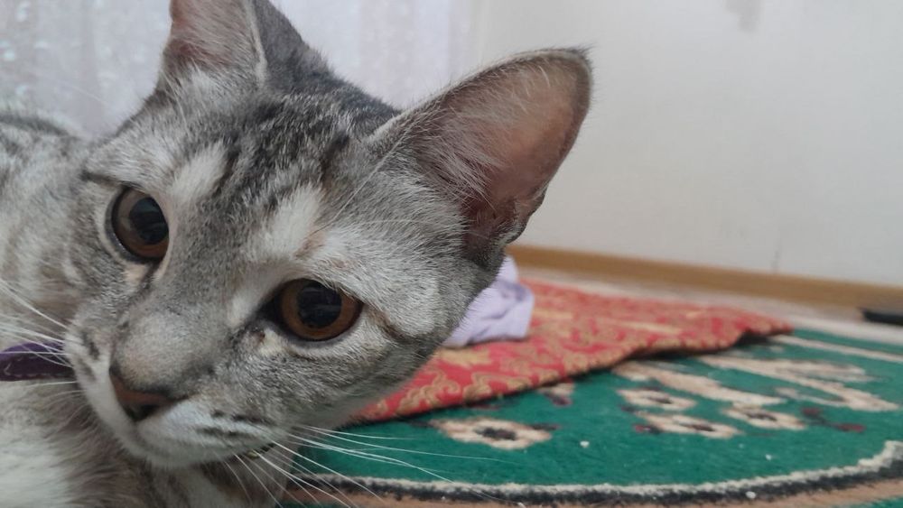 Отдаю кошечку в добрые руки.