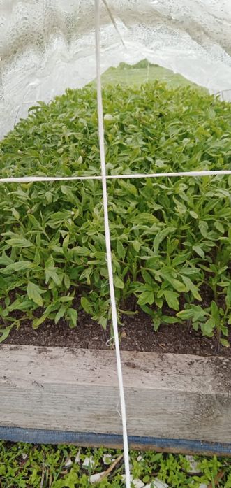 Рассада помидоры