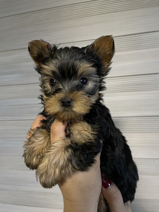 Щенята Йоркширского терьера