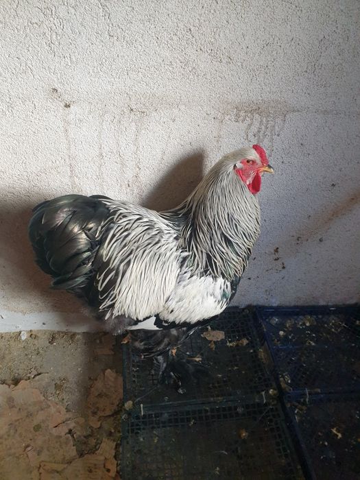 Vand cocos brahma herminat Inchis. Sau schimb pe gaini de aceiași rasa